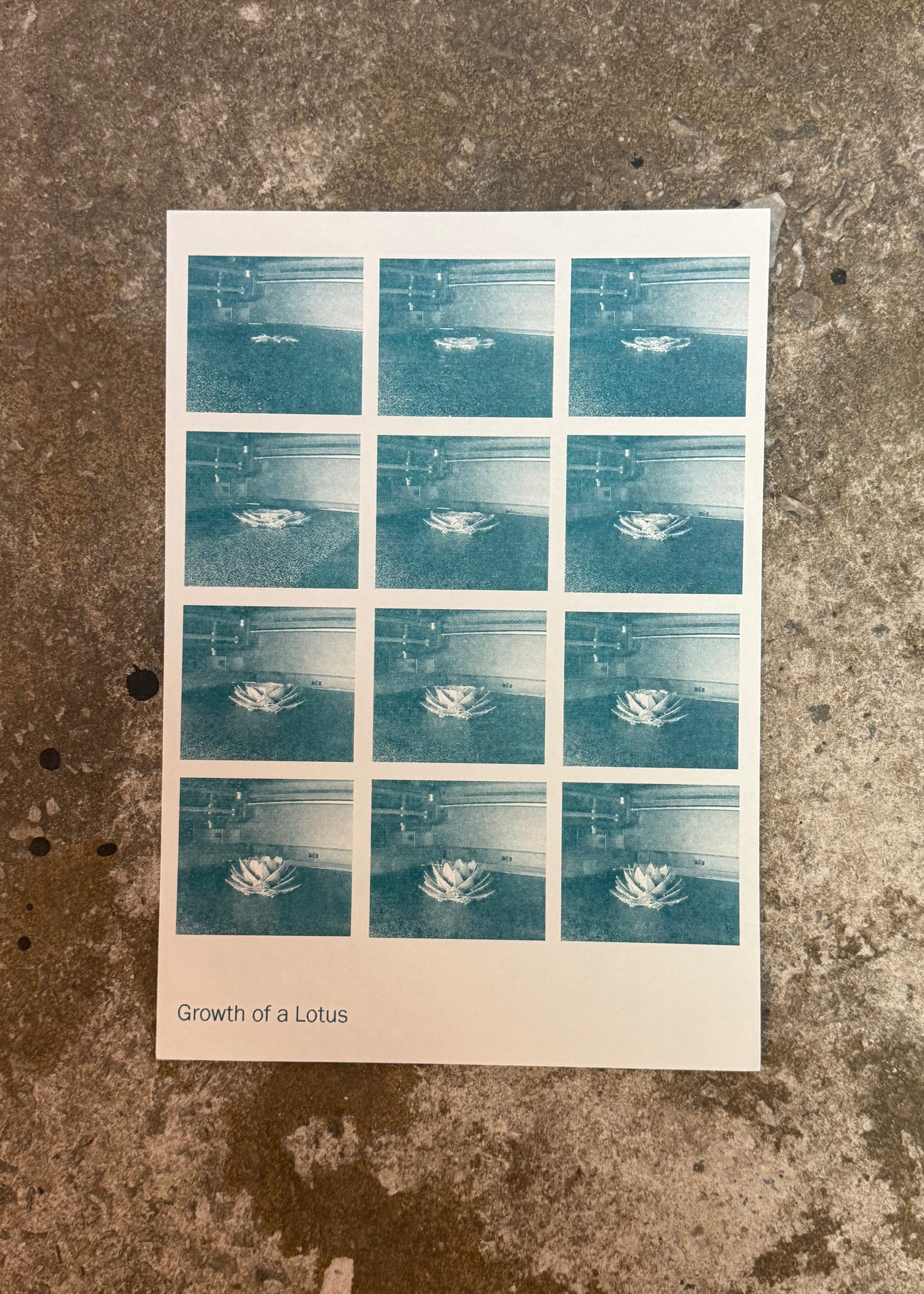 Esme Bull | Growth of a Lotus (2023)